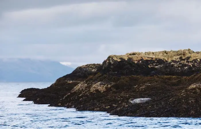 Scottish Sea Farms has reduced seal culls thanks to protective netting Photo: Scottish Sea Farms