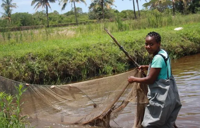 Promoting aquaculture in Mozambique