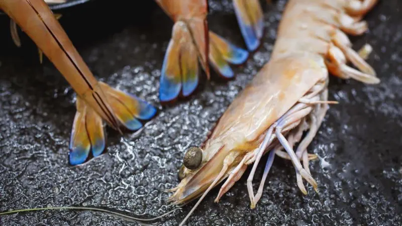 Sea Harvest bid for Mareterram