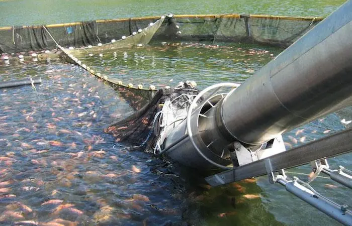 Russian aquaculture up in 2018