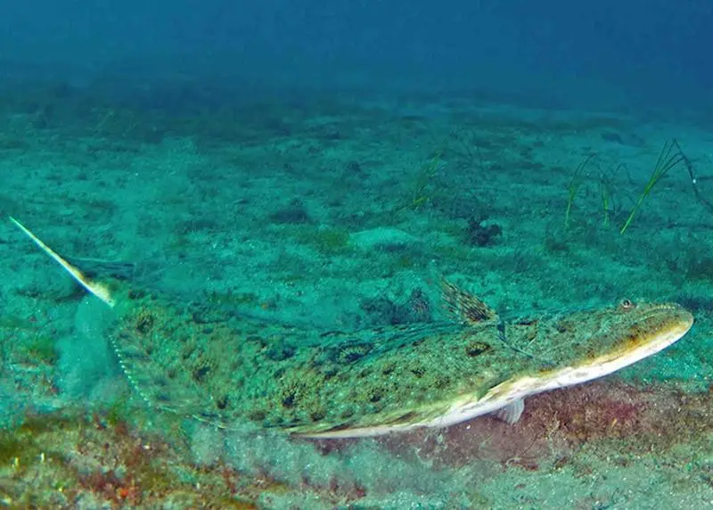 Pacific halibut