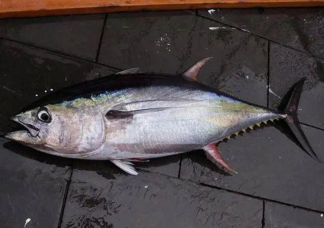 Yellowfin