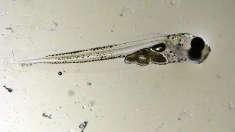 Pacific cod larvae