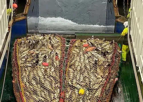 Every fish alive
