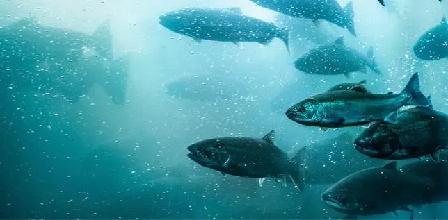 00_67392_IF-CONF-fish-pic