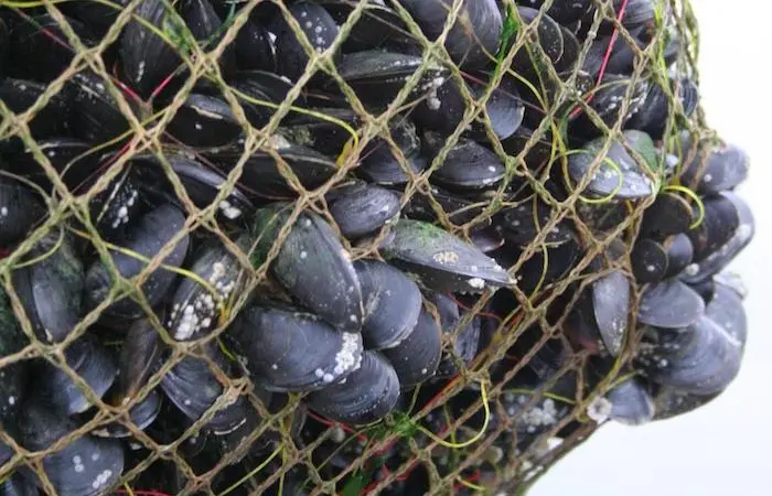 Cefas has been designated a reference centre by the FAO in acknowledgement of its expertise in bivalve mollusc sanitation Photo: Cefas