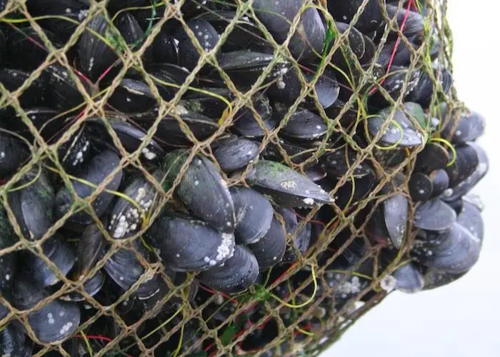 Cefas has been designated a reference centre by the FAO in acknowledgement of its expertise in bivalve mollusc sanitation Photo: Cefas