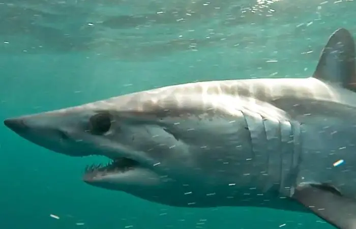 NOAA Fisheries has implemented final measures to protect the Atlantic shortfin mako shark from overfishing Photo: NOAA