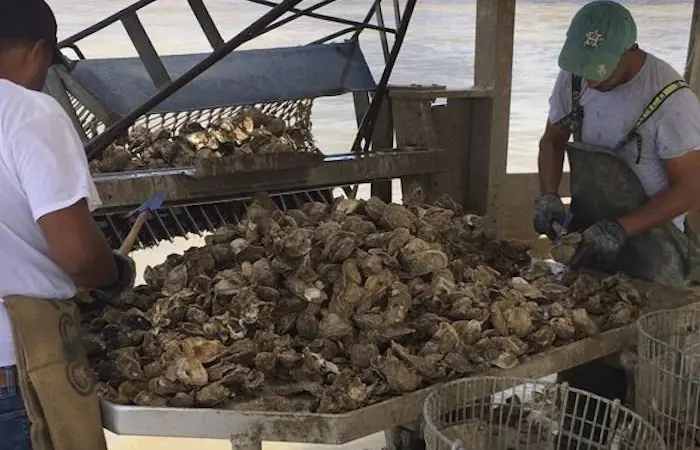 Prestige Oysters in the US is hoping to be the first oyster fishery in the Americas to be granted MSC certification Photo: Prestige Oysters