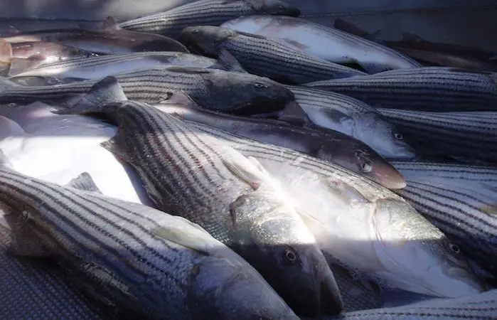 Stock levels of striped bass and summer flounder have been assessed Photo: NOAA