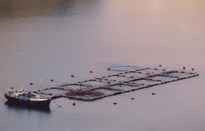 Blockchain technology could help boost aquaculture industry and consumer confidence