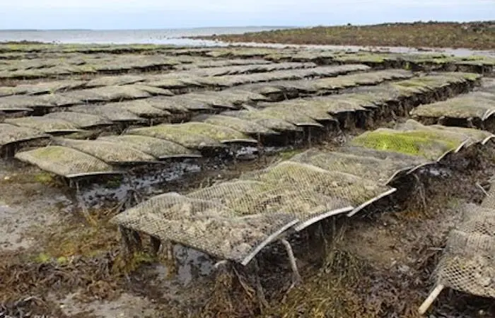 Oyster farmers from around Ireland have met to discuss disease control Photo: BIM
