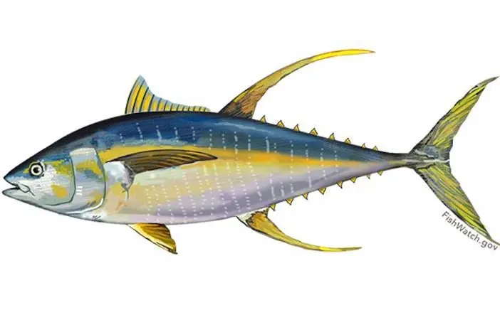 A Chinese tuna fishery has already received MSC certification for its yellowfin tuna (above) and, for the first time, its bigeye tuna is also certified Photo: NOAA