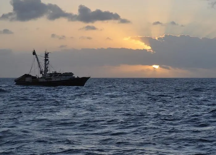 Tri Marine has achieved Fair Trade certification for its Solomon Islands yellowfin and skipjack tuna fishery Photo: Tri Marine