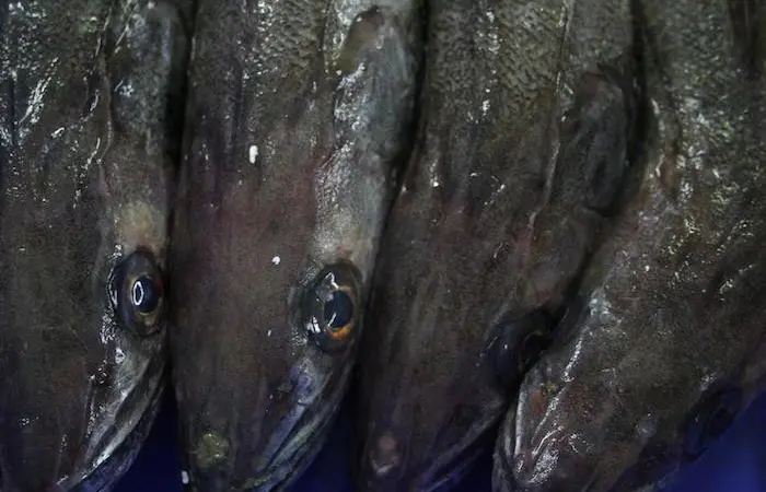 DNA analysis can help determine whether seafood has been fradulently mislabelled Photo: MSC