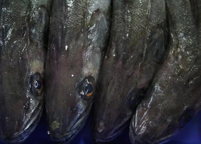 DNA analysis can help determine whether seafood has been fradulently mislabelled Photo: MSC