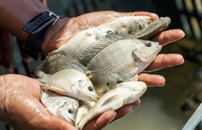 Nile tilapia