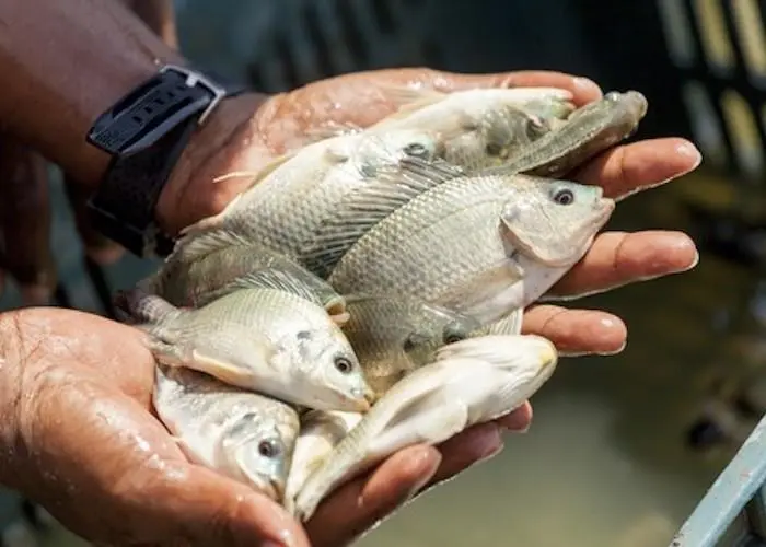 Nile tilapia