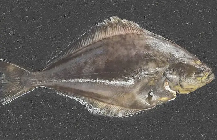 Direct Seafoods is no longer selling wild halibut to its customers amid concerns over sustainability Photo: Direct Seafoods