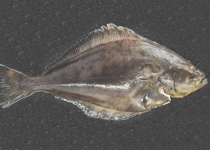 Direct Seafoods is no longer selling wild halibut to its customers amid concerns over sustainability Photo: Direct Seafoods
