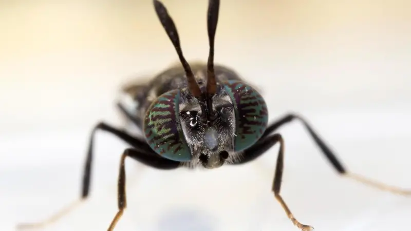 Black soldier fly