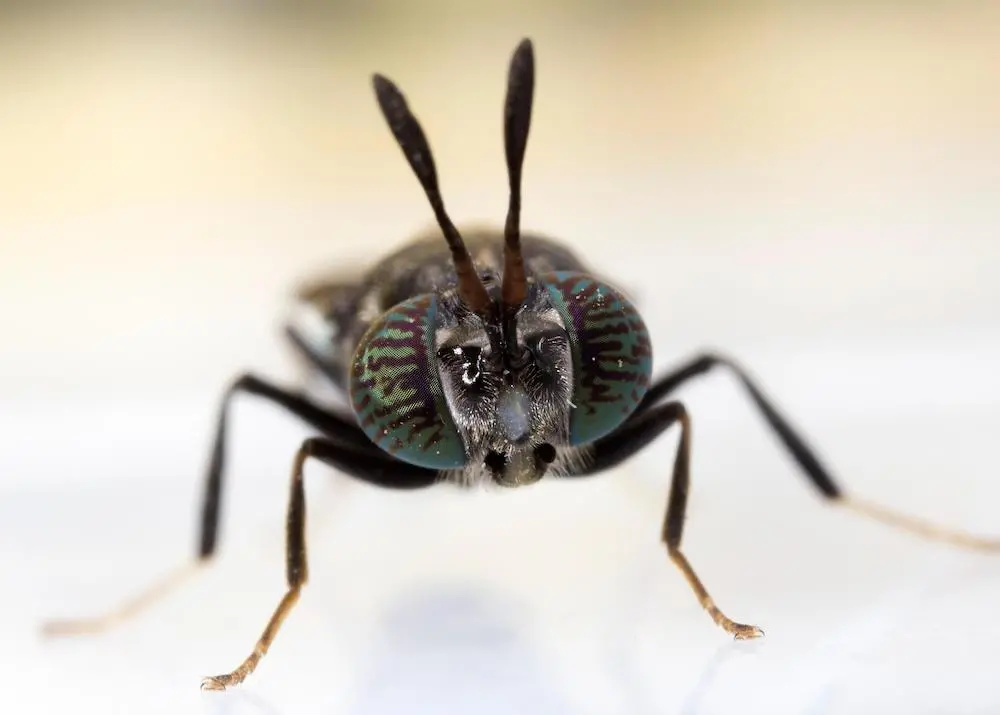 Black soldier fly