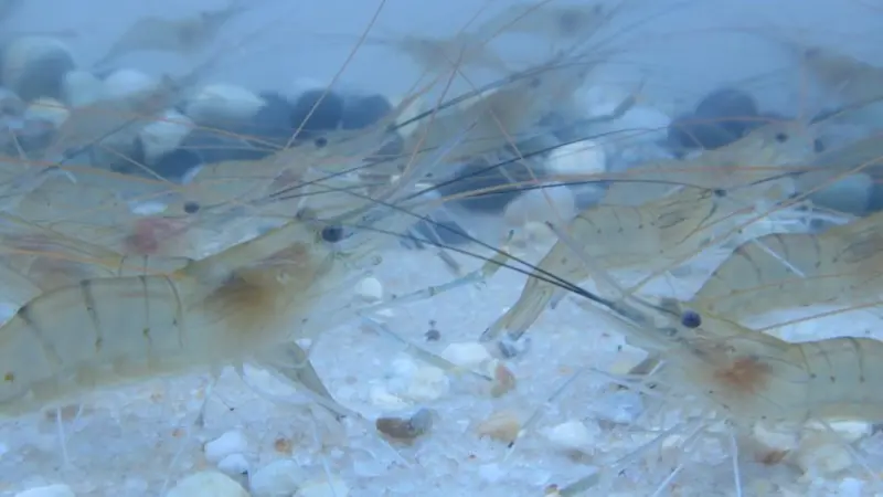 Applying blockchain technology to aquaculture