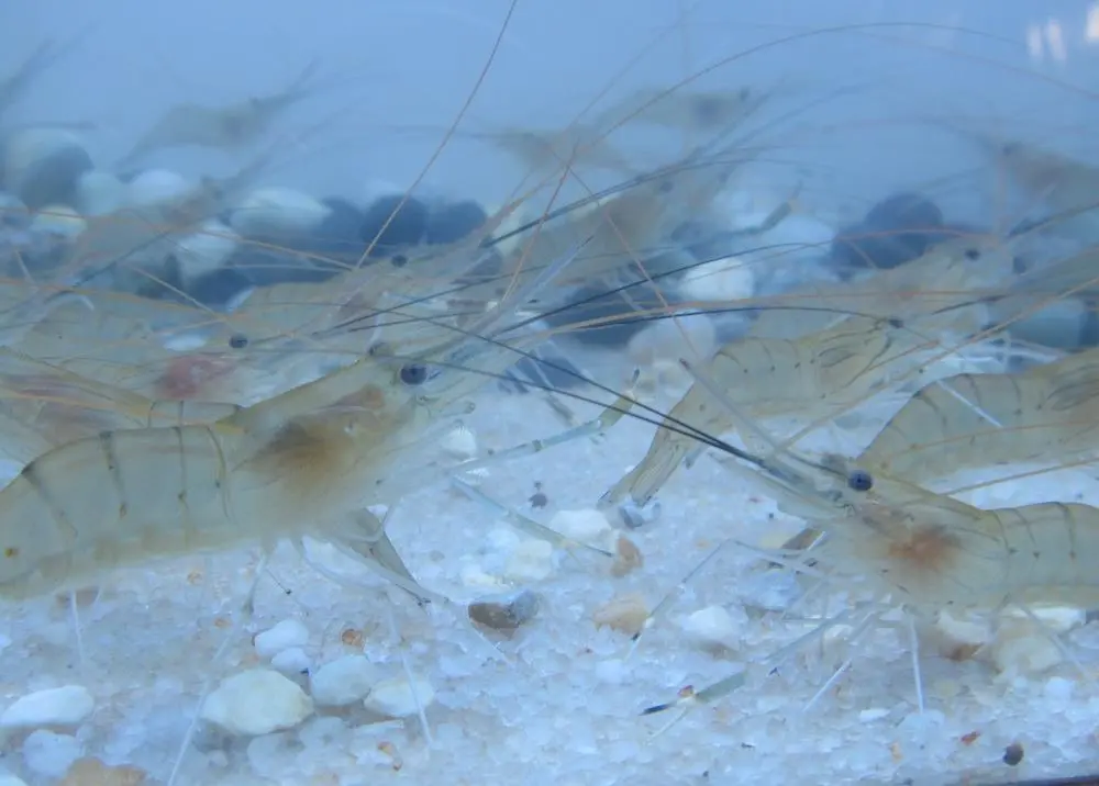 Applying blockchain technology to aquaculture