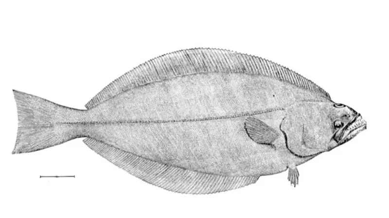 All Greenland halibut caught by EU fisheries is now sustainable Photo: MSC