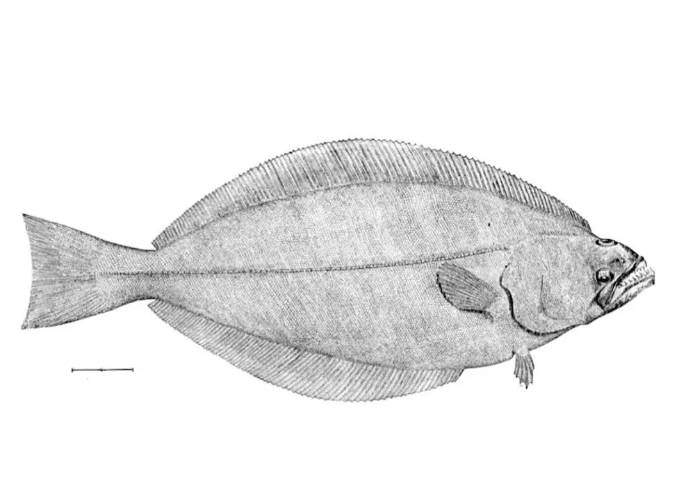 All Greenland halibut caught by EU fisheries is now sustainable Photo: MSC