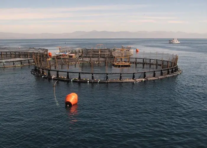 The aquaculture industry is under threat warns investor network, FAIRR