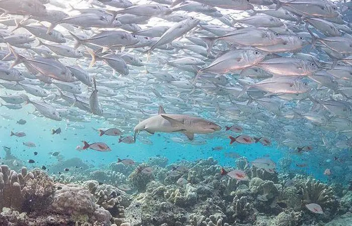 Europêche hits back at claims that fishing is contributing to an unprecedented decline in species Photo: Europêche