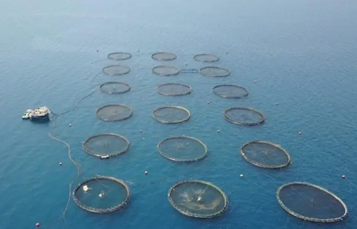 ASC certification for bass and bream farms