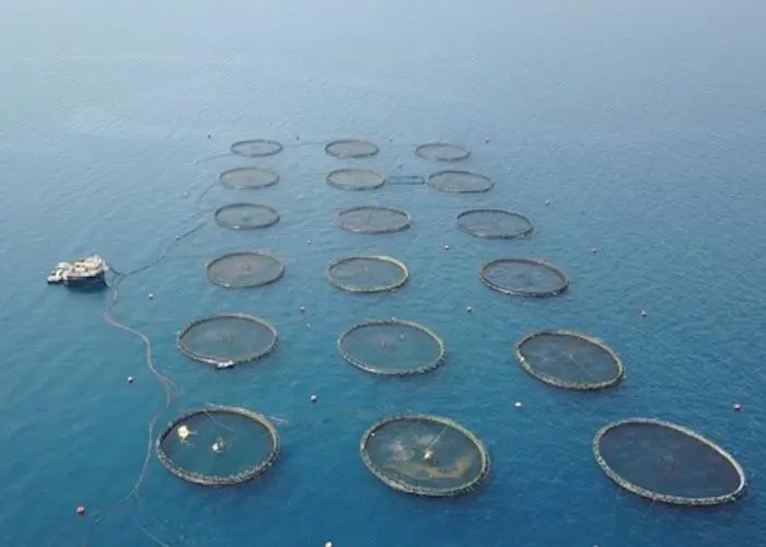 ASC certification for bass and bream farms