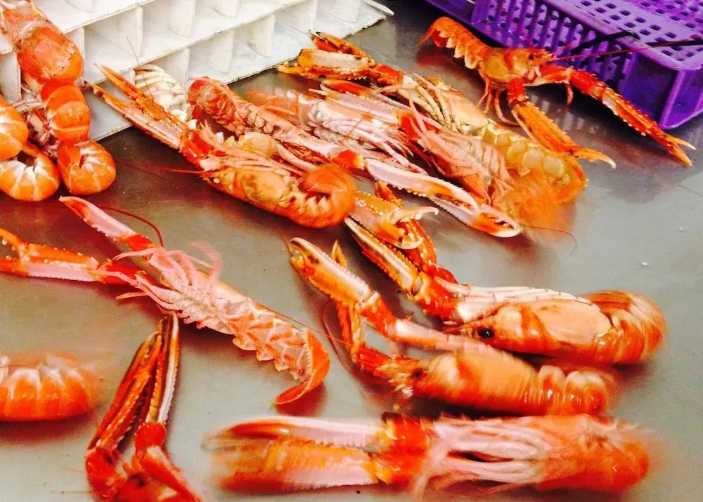 shellfish