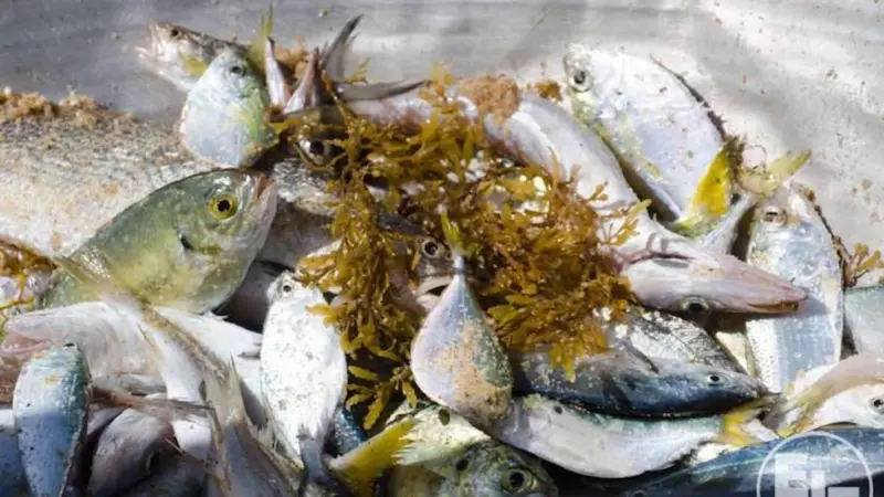 The day Europe runs out of fish