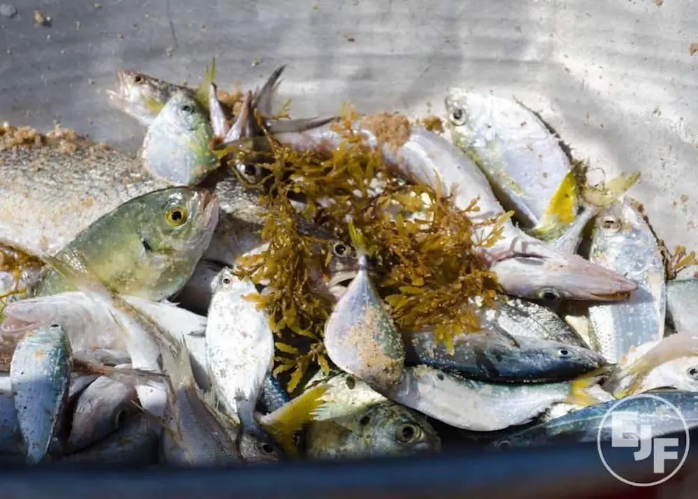 The day Europe runs out of fish