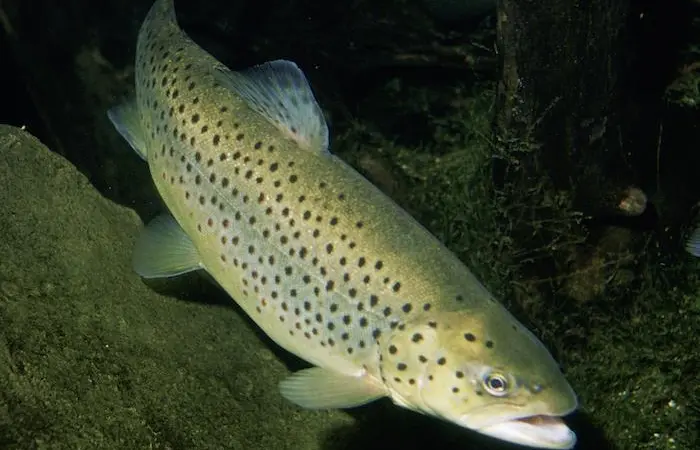 The ASC has revised its Salmon and Freshwater Trout Standards