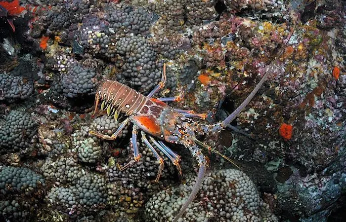 The Western Central Atlantic Fishery Commission is meeting to help support the Caribbean marine ecosystem Photo: NOAA