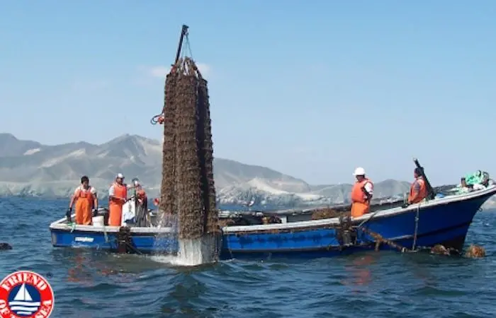 Acuapesca Group has been recertified by Friend of the Sea Photo: Friend of the Sea