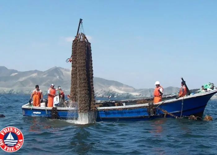 Acuapesca Group has been recertified by Friend of the Sea Photo: Friend of the Sea
