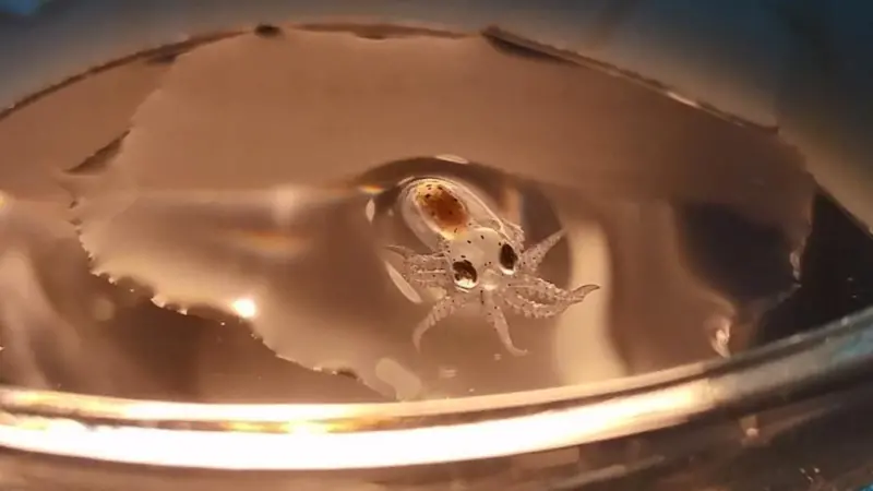 Octopus