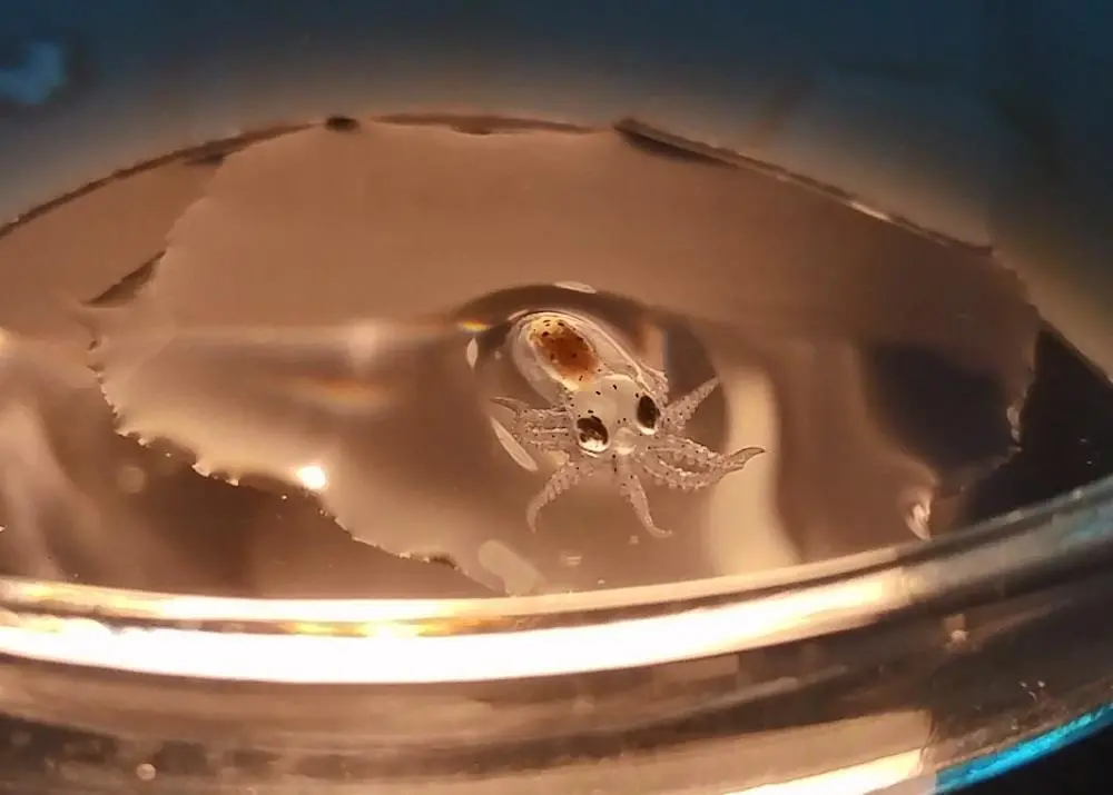Octopus