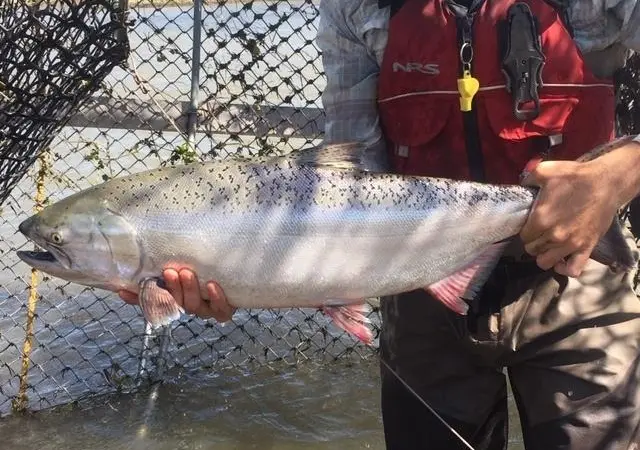 San Joaquin spring-run Chinook are returning to their historic habitat for the first time in decades Photo: Jacie Knight/USFWS