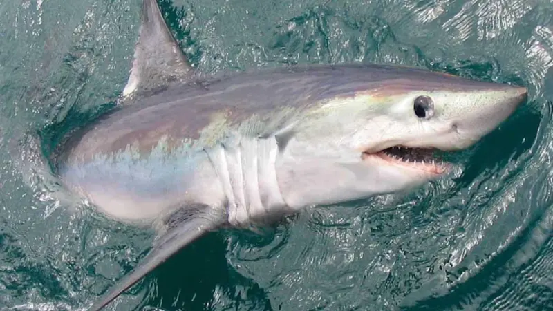 A study has found that industrialised fishing puts sharks at risk Photo: MBA