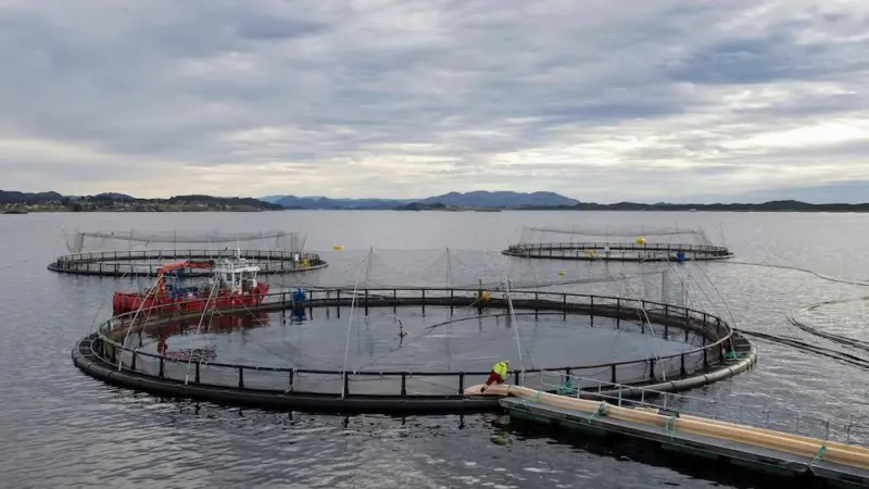 Portal Sheds Light on Norwegian Salmon Farming