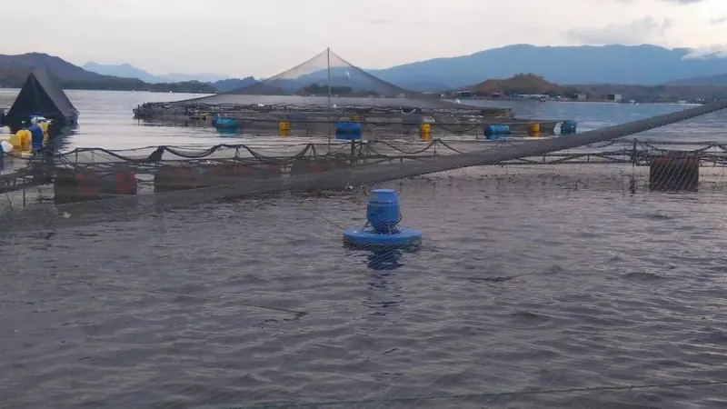 Colombian tilapia reaches new markets