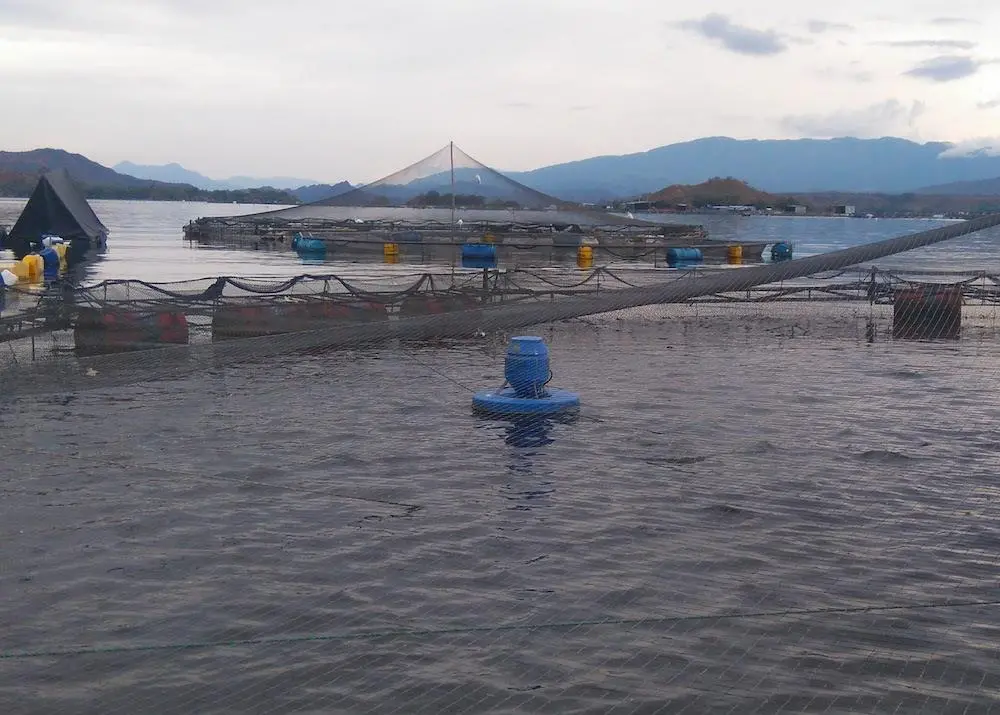 Colombian tilapia reaches new markets