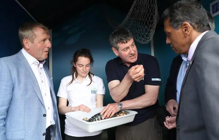?35,000 lobsters V-notched every year