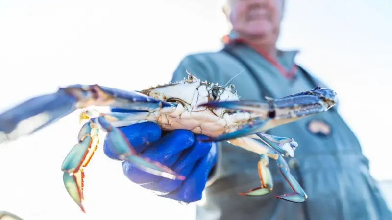 A joint agreement has been reached to help protect the blue swimmer crab Photo: WAFIC